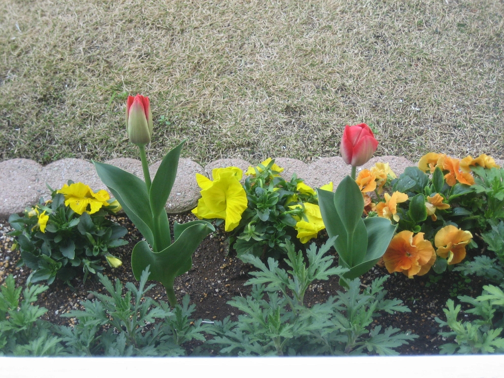 tulip
